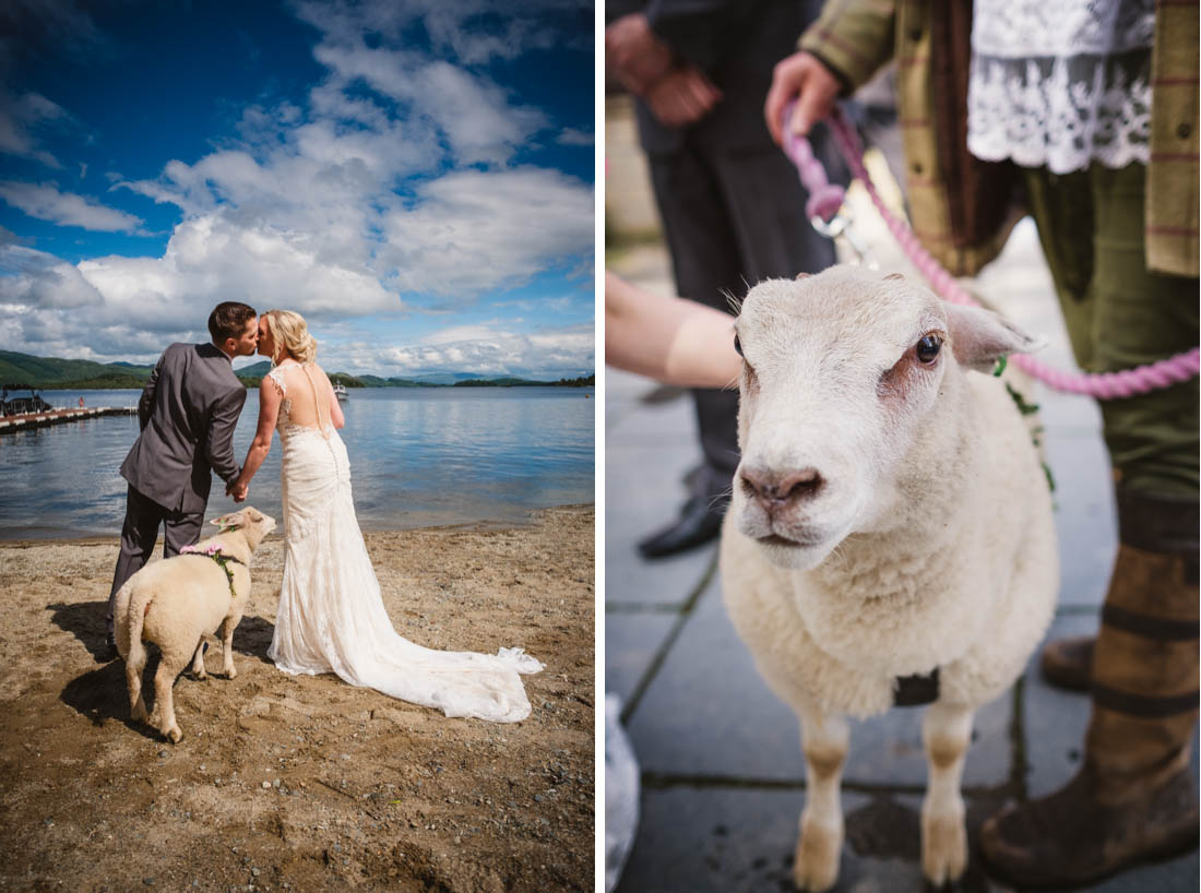 Sheep at a wedding